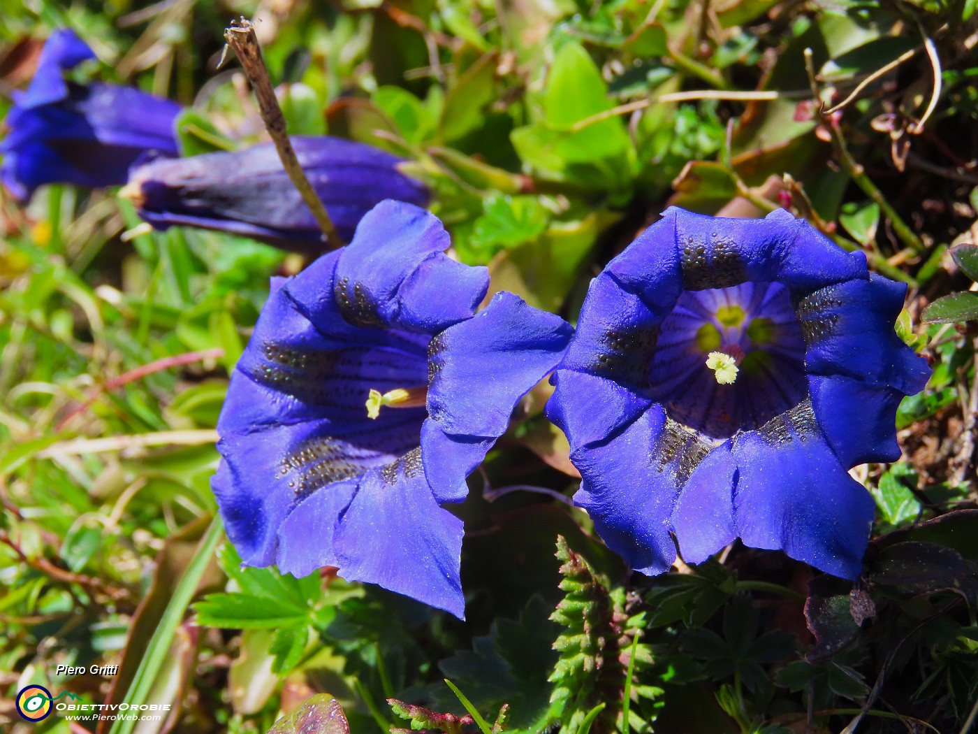 32 Gentiana acaulis (Genziana di  Koch).JPG